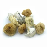 African Transkei Mushrooms