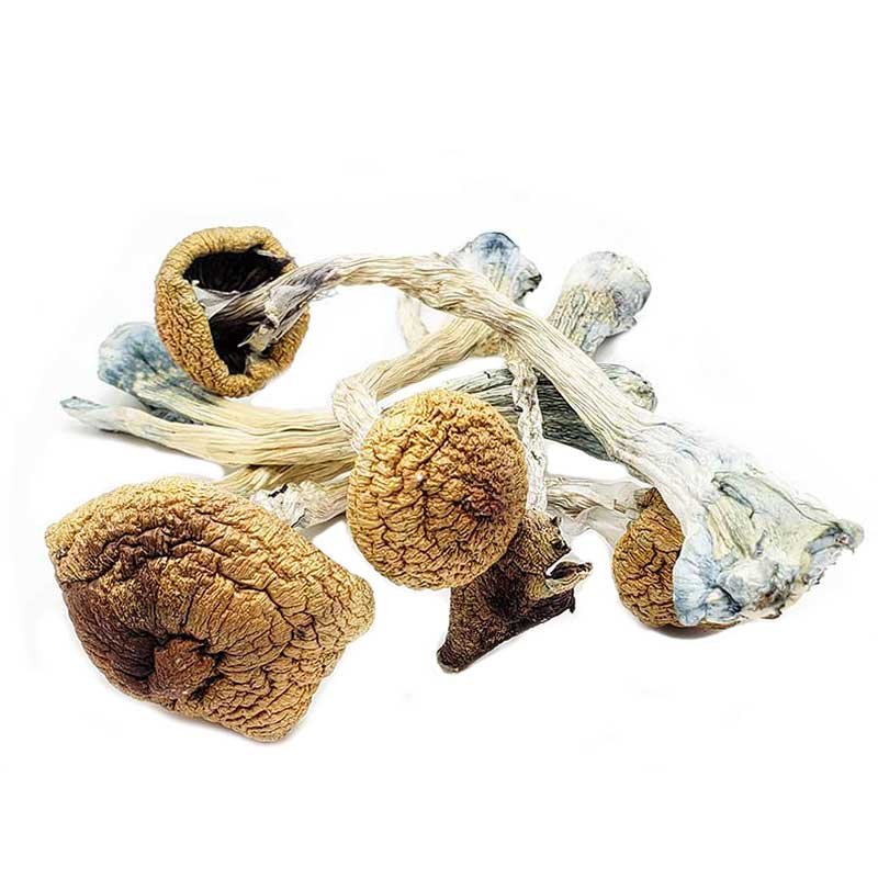 Ecuadorian-Mushrooms-Strain.jpg Ecuadorian Mushrooms - Image 1